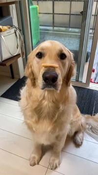「ドッグラン」で独特の楽しみ方をしていたゴールデンレトリバーの男の子、ぼんくん（画像提供：たびぼんボダ＆ゴルさん）