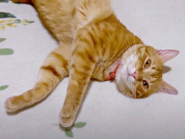 1歳を迎えたミックくん。寝そべってうとうとーー（画像提供：ミックという猫さん）