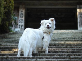 大好きなお寺でパチッ　動物愛護センターで生まれ、救われた雑種犬「Copain」