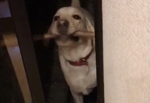 1年後の「棒チャンレンジ」の動画では、ハルくんの成長した姿を見ることができます（画像提供／マリムギ成長日記さん）