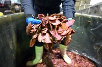 木樽に住み着く乳酸菌による発酵で「志ば漬」ができあがります