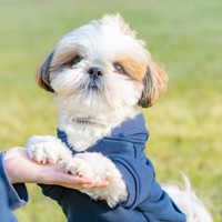 飼い主さんの手にちょこん！ お利口なズシくん（画像提供：シーズーのズシさん）