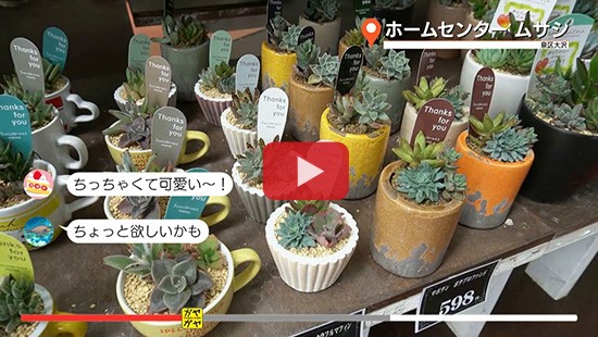 #25ホームセンタームサシ 園芸