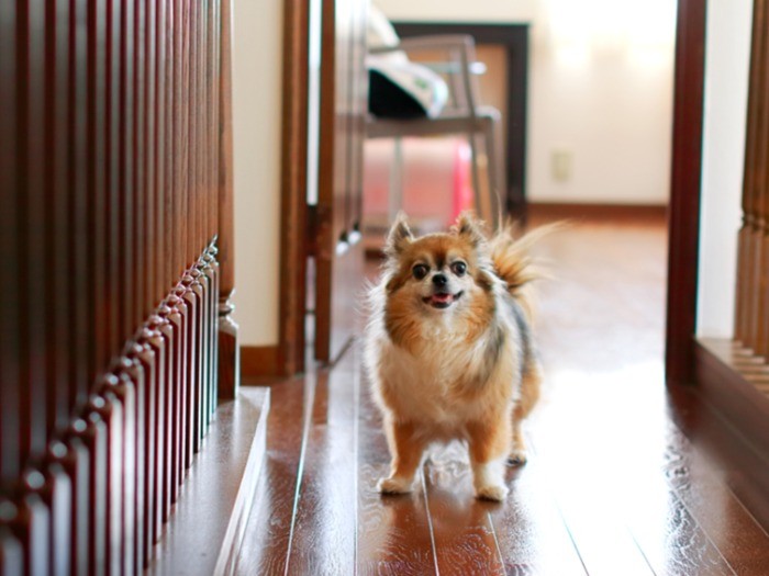 猫探知犬のぺぺ。彼女が居なければ猫と暮らすこともなかったのかも。（テクニック1）

