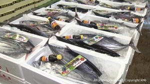 カツオの入荷が本格化　大型が多く例年並みの価格で取引　仙台市中央卸売市場