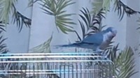 KSBの黒瀬カメラマンの家で飼われているオキナインコのぴーちゃん