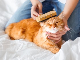 猫の歯磨きやブラシ、かまれて出来ない時　お手入れされるといいことがあると教えよう