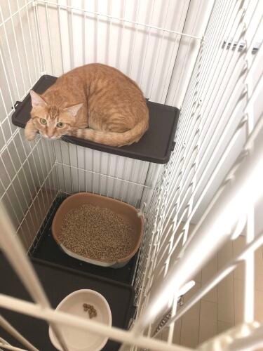 布を食べてしまうのでケージ内に毛布は置かず、ケージの下にヒーターを敷くなどの工夫をしている（有野さん提供）