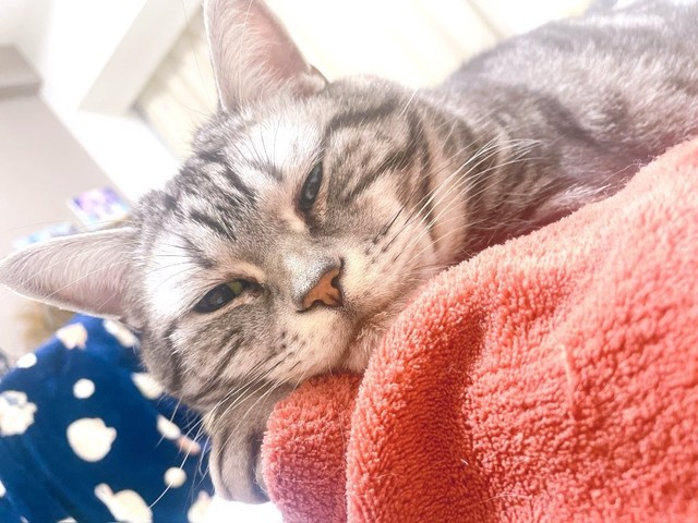 亡くなる前日の“手のひら枕”