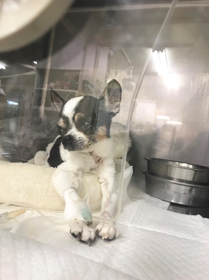 点滴をしながら酸素室で過ごす（ショコラちゃんご家族提供）