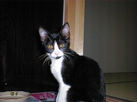 家族として最期まで猫に寄り添う女性　心にあるのは11年前に急逝した愛猫への後悔