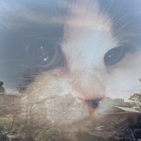 京都で撮った旅先の一枚に、愛猫キムチの姿が浮かぶ投稿が共感を呼んだ／キムチ母さん（@fukuroupiyopiyo）提供＝画像をトリミングしています
