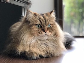 ふわふわなチンチラゴールデン「ダウニー」、出窓で日向ぼっこ