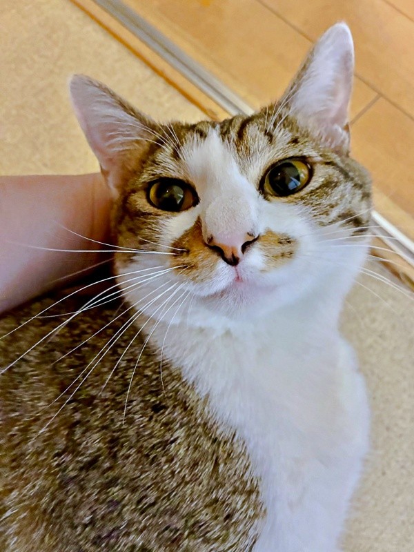 帰宅した飼い主さんに甘える日向ぼっこするおもちくん（画像提供：おもちくん）