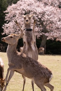 桜の撮影に映り込んでくるまるでパリピな鹿さん（提供：ペーやん/Peyanさん）