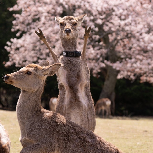桜の撮影に映り込んでくるまるでパリピな鹿さん（提供：ペーやん/Peyanさん）