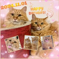 5歳の誕生日。（左）黄身がかった瞳が健ちゃん（右）緑がかった瞳が剛くん（画像提供：ほとぷぅとごうとけんさん）