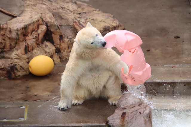 破壊するのが楽しいフブキ