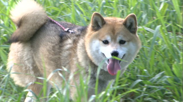 【特集】がんばれ愛ちゃん！警察犬目指す柴犬　殺処分対象からNPOが引き取り訓練