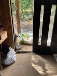 キャベツを枕にして眠るあひるのぴーちゃん（画像提供：アオトウさん）