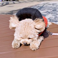 強めの風が吹いてベンチにしがみつくふわちゃん（画像提供：ふわパパさん）