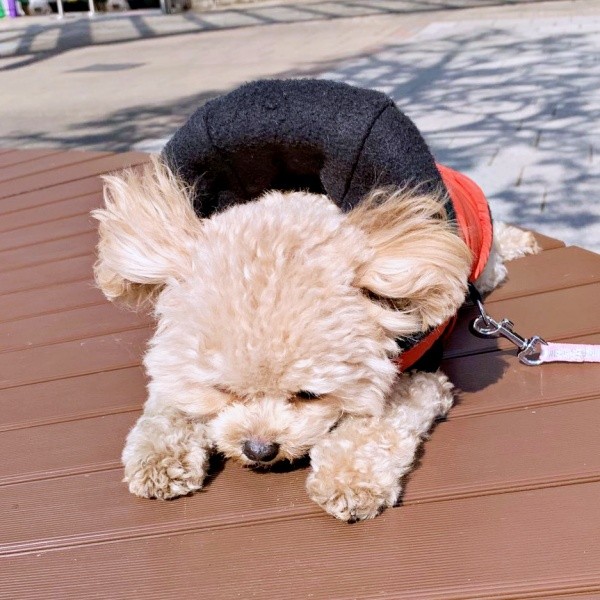 強めの風が吹いてベンチにしがみつくふわちゃん（画像提供：ふわパパさん）