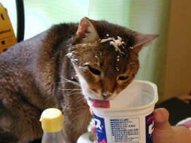 好きだったヨーグルト「結構です」　好みが変わる？我が家の猫のおやつ事情