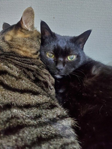 目と目で通じ合う「ママ元気になって」と言われた気がした