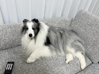 「ホラーじゃないです!! かわいい犬が扉の向こうにいます!!」というひと言とともに投稿された写真（画像提供：シャロかわさん）