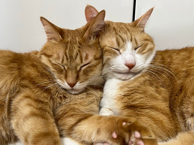 寄り添う姿も愛らしいカイくんとクウくん（画像提供：クウとカイさん）