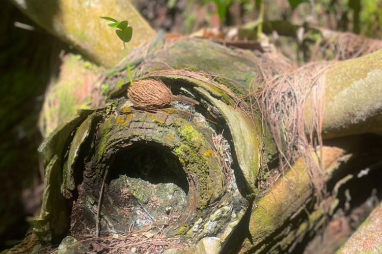 アンガウル島内には戦争の遺物が残る。ガイドが米軍の軍用機のものだと説明したプロペラには、植物の種が落ちて芽を出していた