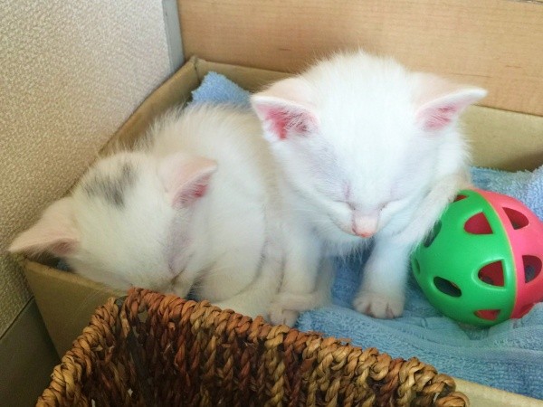お迎えしたころ、生後1カ月ころの心ちゃん、空ちゃん（画像提供：ねこいろ日記さん）