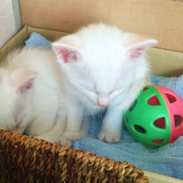 お迎えしたころ、生後1カ月ころの心ちゃん、空ちゃん（画像提供：ねこいろ日記さん）