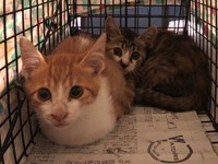 『ねこから目線。』が捕獲した2匹のノラ猫