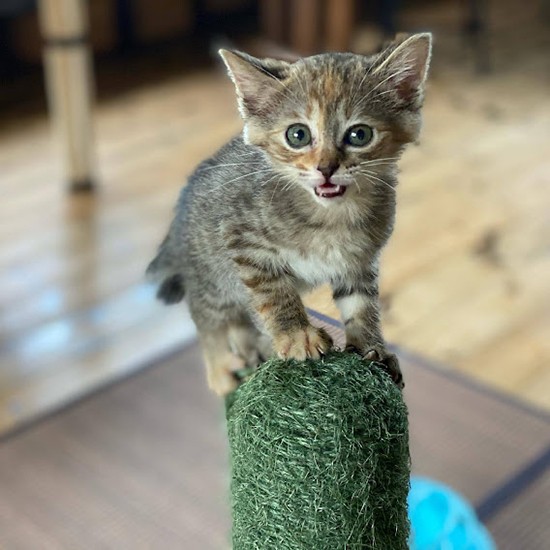 譲渡先を募集中だった頃（鎌倉ねこの間スタッフ松前さん提供）