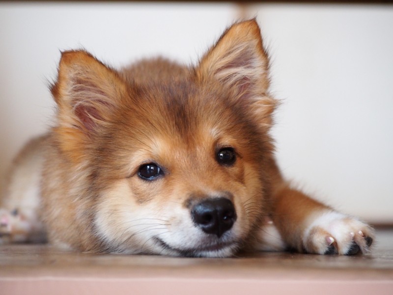 生後４カ月ではるさん宅に引き取られた頃のココ