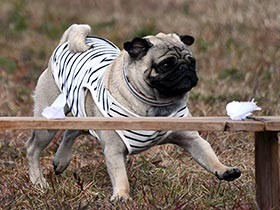 嘱託警察犬の審査会、パグも初参加　「人捜しに役立てたい」