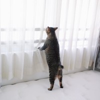 まるで二足歩行しているかのよう