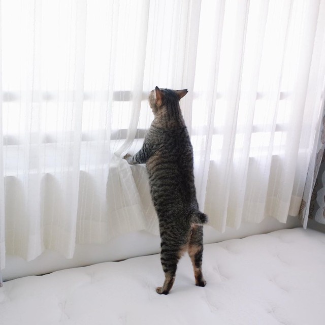 まるで二足歩行しているかのよう