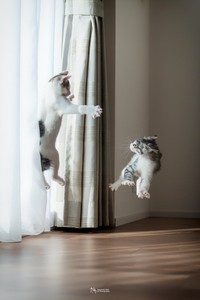 ジン君とウミちゃんの幼少期の思い出の写真（画像提供：小野一俊さん）