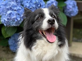 電車好きのボーダーコリー「はる」　踏切のことは私にお任せ！