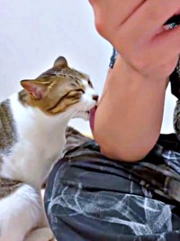 せっせとパパの毛づくろいに励む日咲ちゃん（画像提供：このりんぴっくさん）
