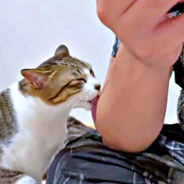 せっせとパパの毛づくろいに励む日咲ちゃん（画像提供：このりんぴっくさん）