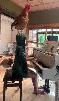 喜界島でニワトリと暮らすピアストが話題に（ぴあやのさん提供）