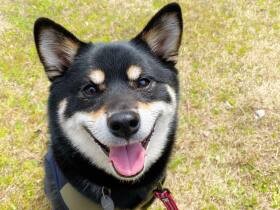 いっぱい走って大満足！ 「楽しいよ」と報告に来てくれた柴犬の「ラガー」