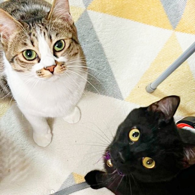 （左から）先住猫のココちゃん、テテちゃん（画像提供：つくきな ココテテさん）