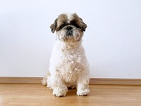 ポーズをとって写真におさまるたぬきちくん（画像提供：大きいシーズーたぬきちさん）