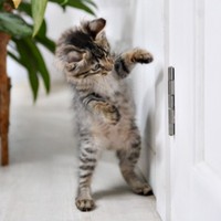 保護から数日後、力を取り戻していったルナちゃん（画像提供：なちゅふぉとさん）