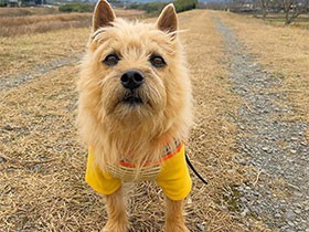 しっぽフリフリ、我が家の接待部長　テリアの「スキップ」