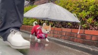 「犬用の傘」と「レインコート」のおかげで、「顔周りが濡れないのがチョッピ本人も良いのだと思います」とツイートしていた飼い主さん（提供：choppiさん）